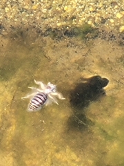 Ammopelmatus