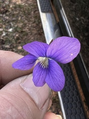 Viola sororia