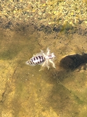 Ammopelmatus