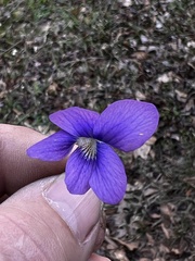 Viola sororia