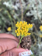 Athanasiinae
