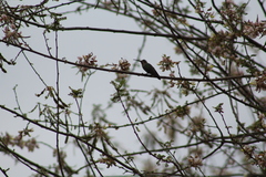 Coursetia glandulosa