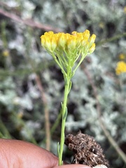 Athanasiinae