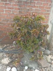 Acalypha wilkesiana