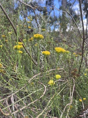 Athanasiinae