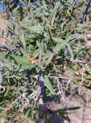 Cordia decandra
