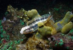 Petroscirtes variabilis
