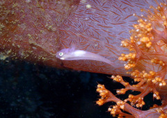 Pleurosicya boldinghi