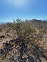 Cordia decandra