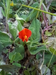 Lotus tetragonolobus