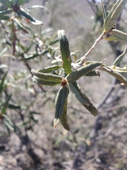 Cordia decandra