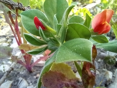 Lotus tetragonolobus