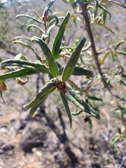 Cordia decandra