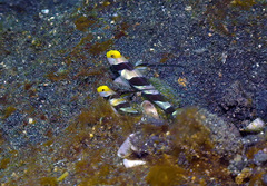 Stonogobiops nematodes