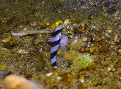 Stonogobiops xanthorhinicus