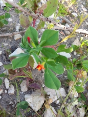 Lotus tetragonolobus