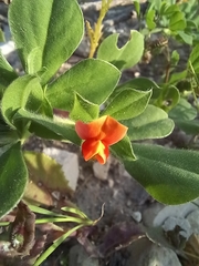 Lotus tetragonolobus