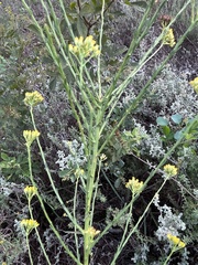 Athanasiinae