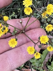 Youngia japonica