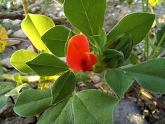 Lotus tetragonolobus