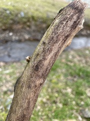 Splanchnonema platani