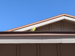 Melopsittacus undulatus domesticus