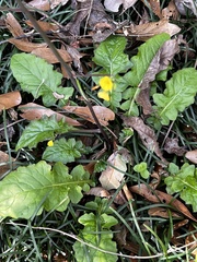 Youngia japonica