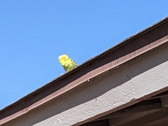 Melopsittacus undulatus domesticus