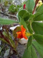 Lotus tetragonolobus