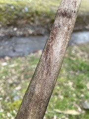 Splanchnonema platani