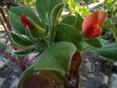 Lotus tetragonolobus