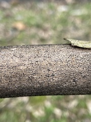 Splanchnonema platani