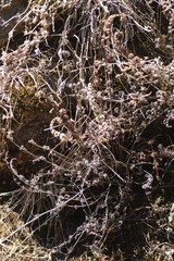 Aleuritopteris farinosa