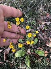 Youngia japonica