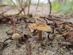 Inocybe vulpinella