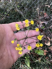 Youngia japonica