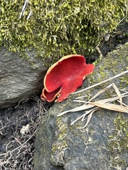 Sarcoscypha austriaca