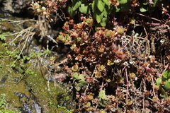 Crassula pellucida alsinoides
