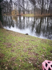 Myocastor coypus