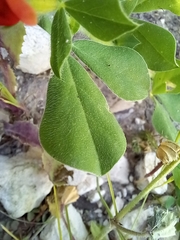 Lotus tetragonolobus