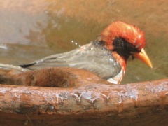 Anaplectes rubriceps