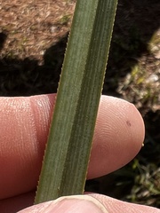 Cladium mariscus