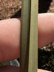 Cladium mariscus