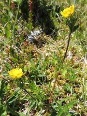 Potentilla drummondii