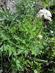 Ligusticum canbyi