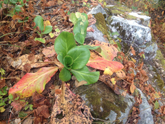 Bergenia