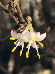 Lonicera fragrantissima