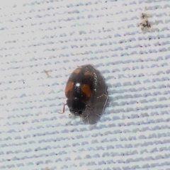 Nephus quadrimaculatus