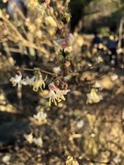 Lonicera fragrantissima