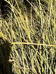 Cladium mariscus